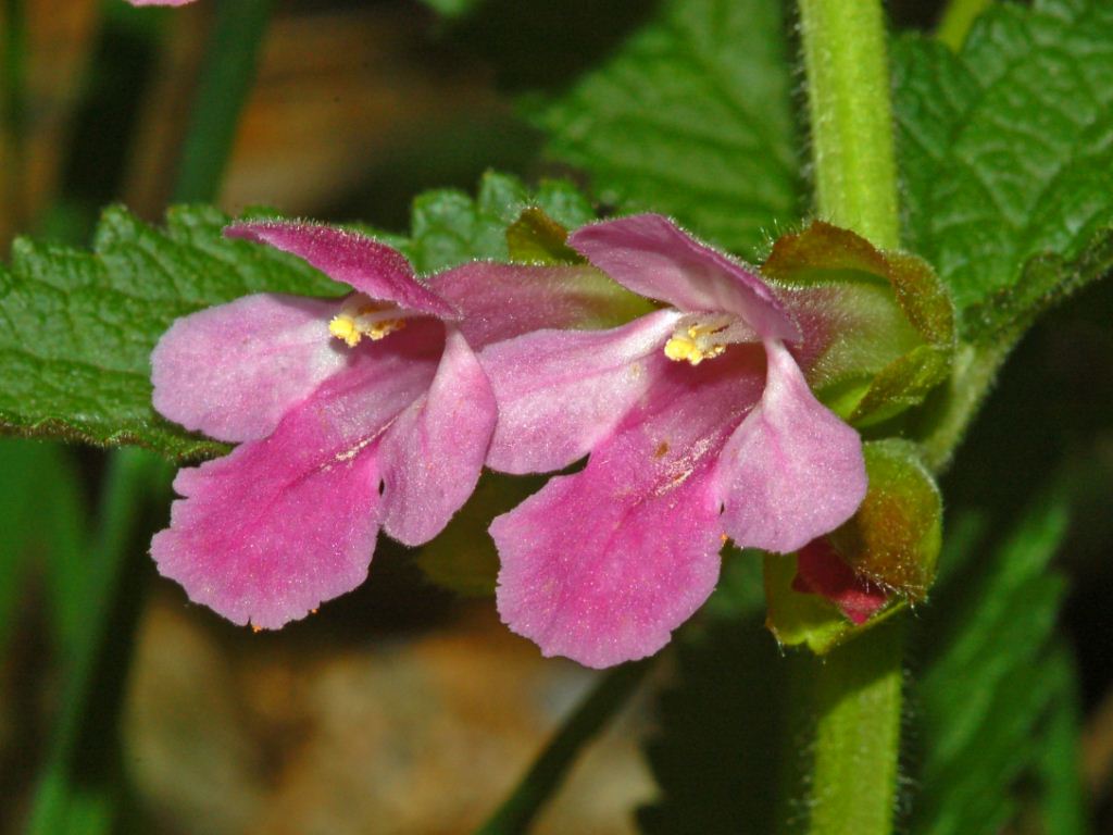 Melittis melissophyllum